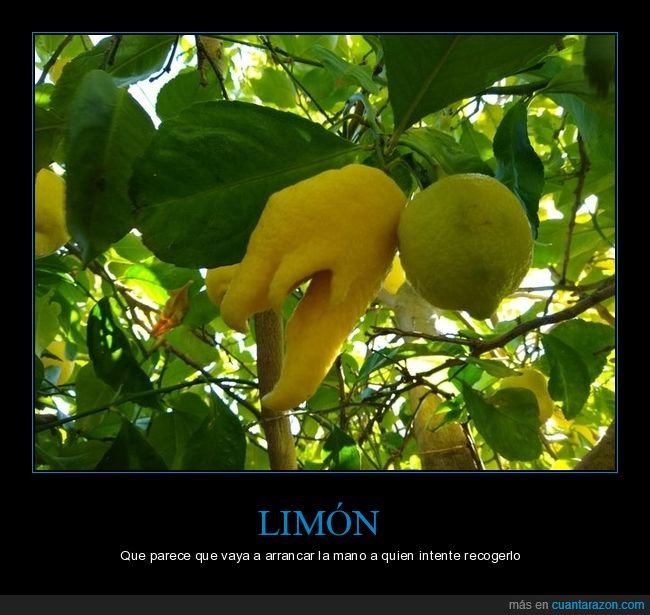 limón,forma,árbol,limonero