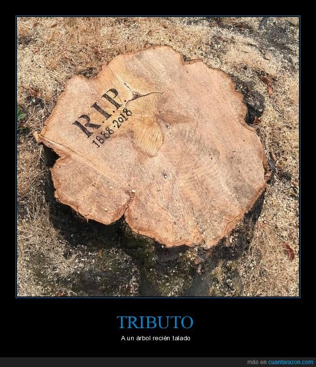 tributo,árbol,talado