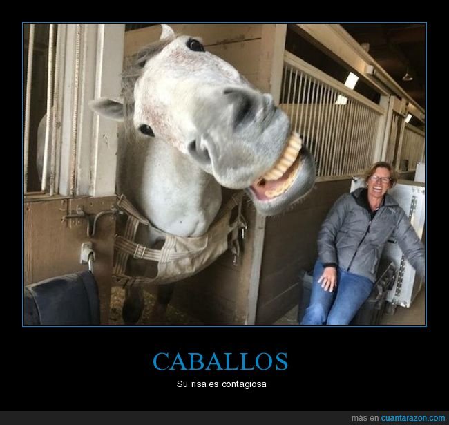 caballo,riendo,risa
