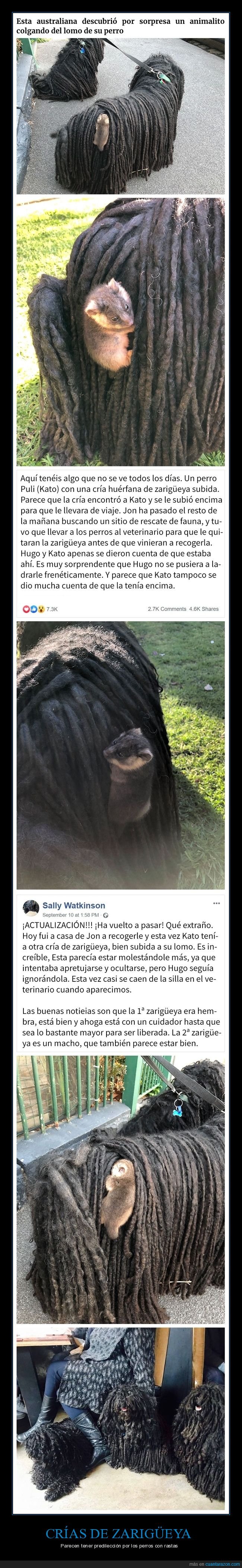 zarigüeya,cría,perros