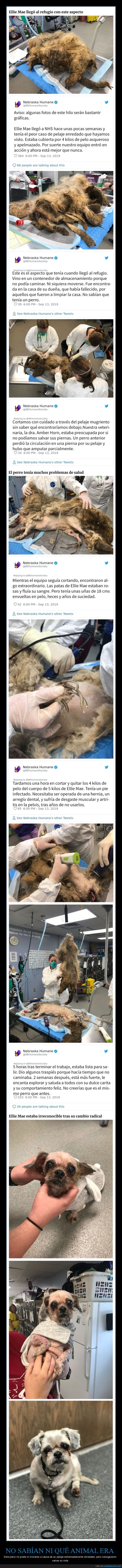 perros,desatendido,pelo,wtf