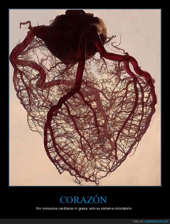 corazón,sistema circulatorio,curiosidades