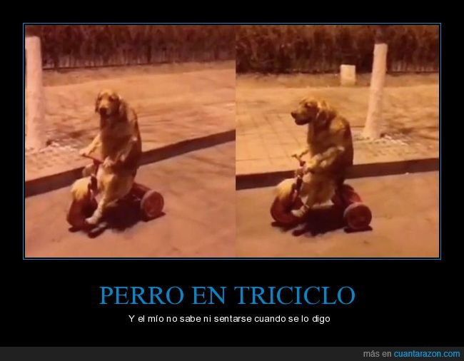 perros,triciclo,wtf