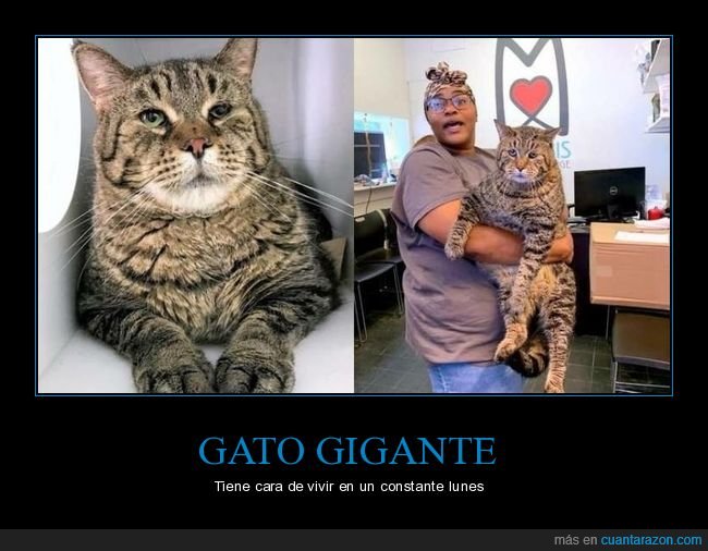gato,gigante,cara