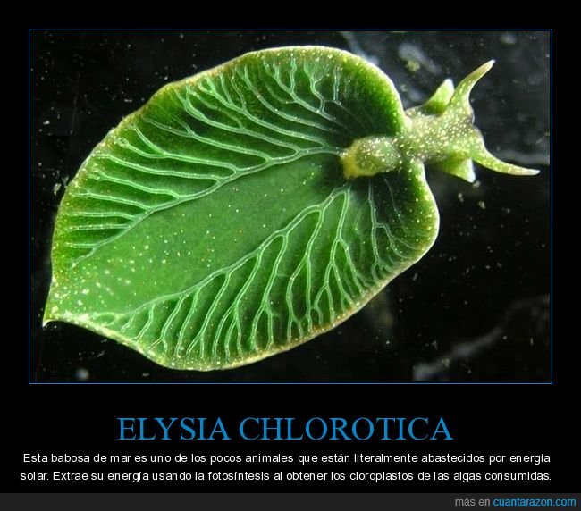 elysia chlorotica,babosa de mar,energía solar,fotosíntesis