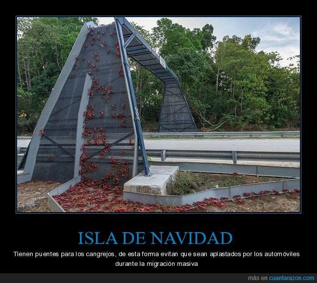 isla de navidad,puente,cangrejos,migración