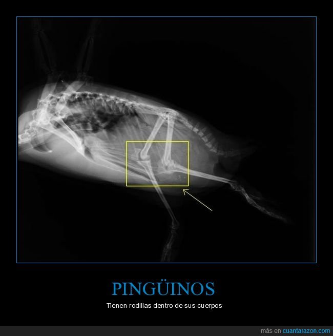 pingüinos,rodillas,dentro,curiosidades