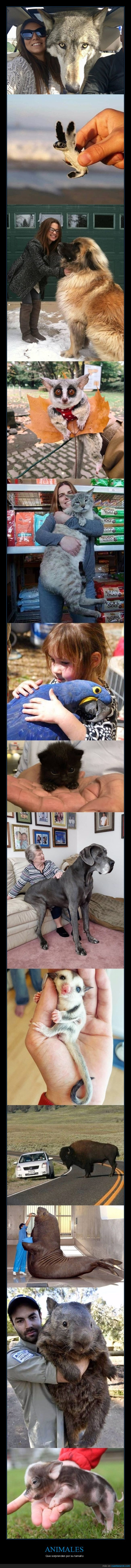 animales,grandes,peque&ntilde;os,tama&ntilde;o