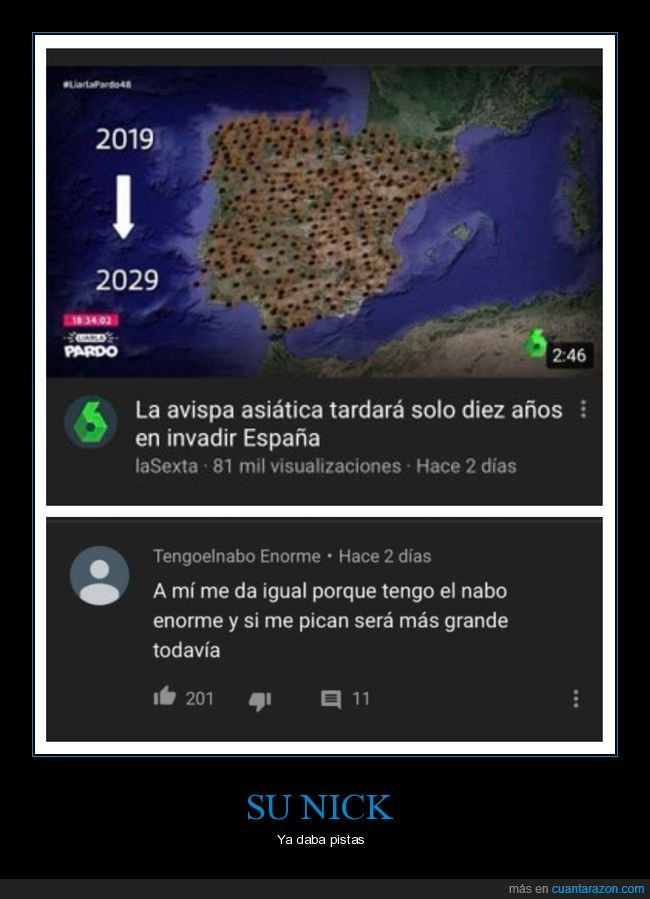 avispa asiática,invadir,españa,nabo,enorme,picar,comentario