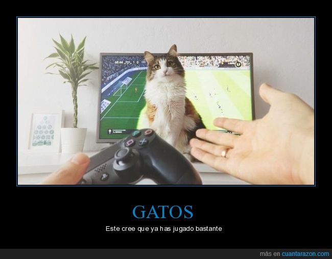gatos,jugando,interrumpiendo