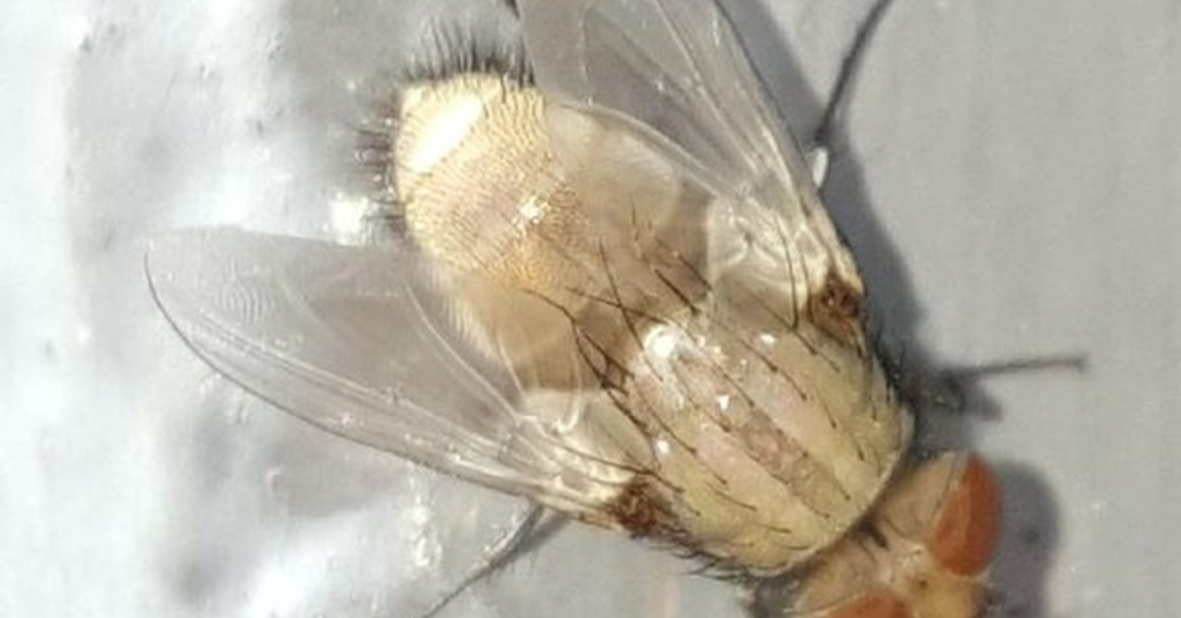 ¡Cuánta razón! / Por si nunca habías visto una mosca albina