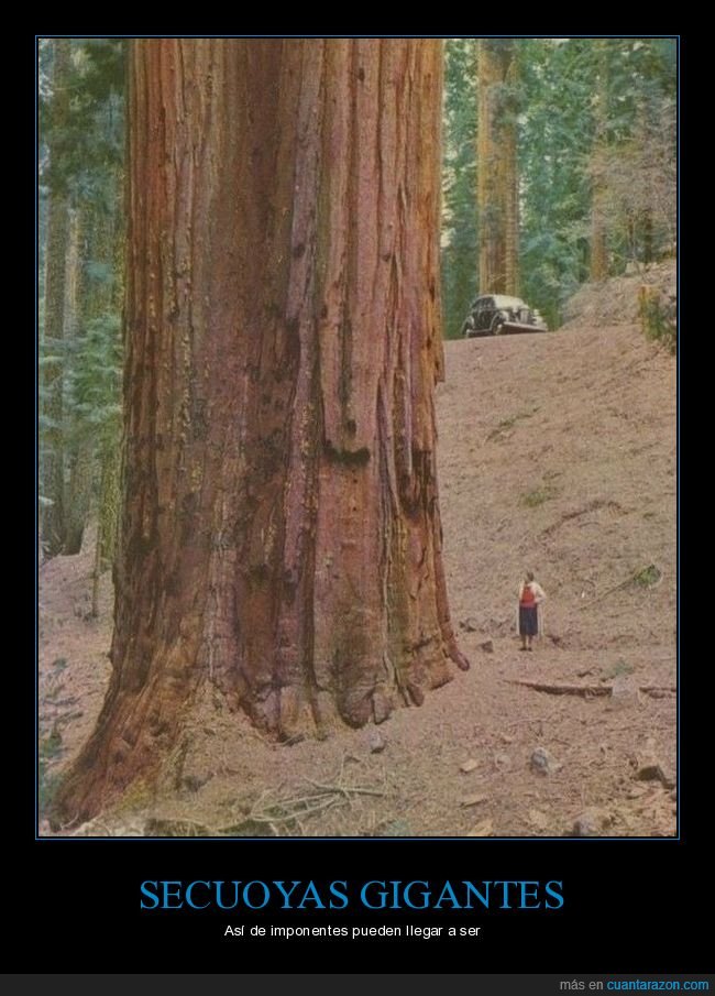 árbol,secuoya,gigante