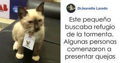 Enlace a La gente comenzó a presentar quejas sobre un gatito callejero que se coló en un despacho de abogados, así que lo contrataron