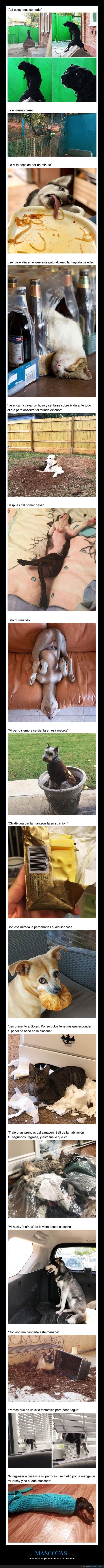 mascotas,animales,cosas extra&ntilde;as