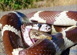 Enlace a Luchando hasta el final