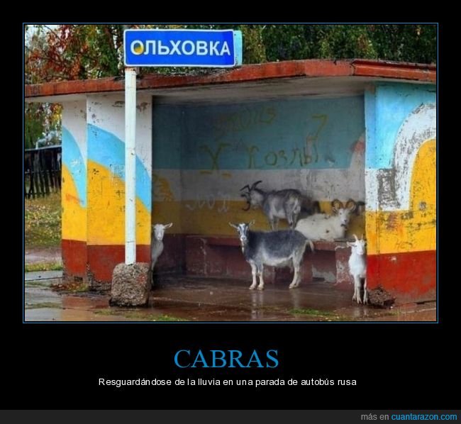 cabras,resguardándose,lluvia,parada de autobús