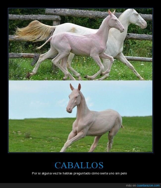 caballo,sin pelo,wtf