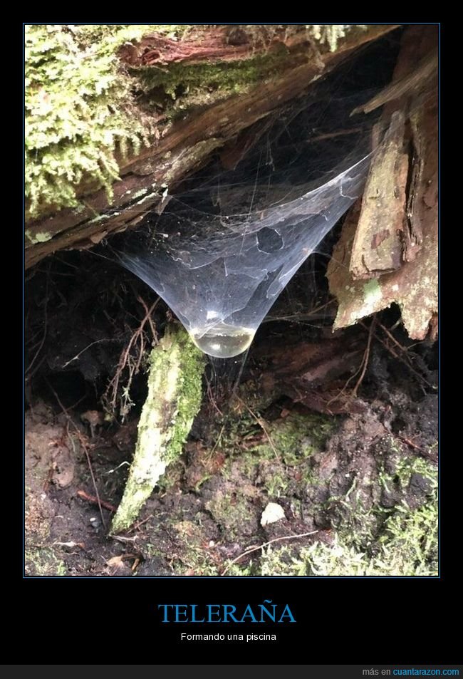 telaraña,piscina,agua