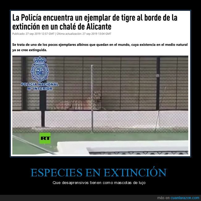 tigre,tigre albino,chalet,alicante