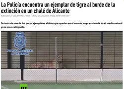 Enlace a Porque tener un gato era demasiado mainstream