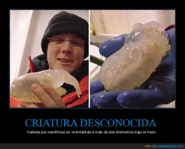 criatura,desconocida,ant&aacute;rtida