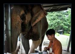 Enlace a Ayudando a este elefante a poder volver a caminar