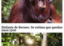 Enlace a Estas imágenes están compuestas de tantos píxeles como animales quedan de las especies que muestran