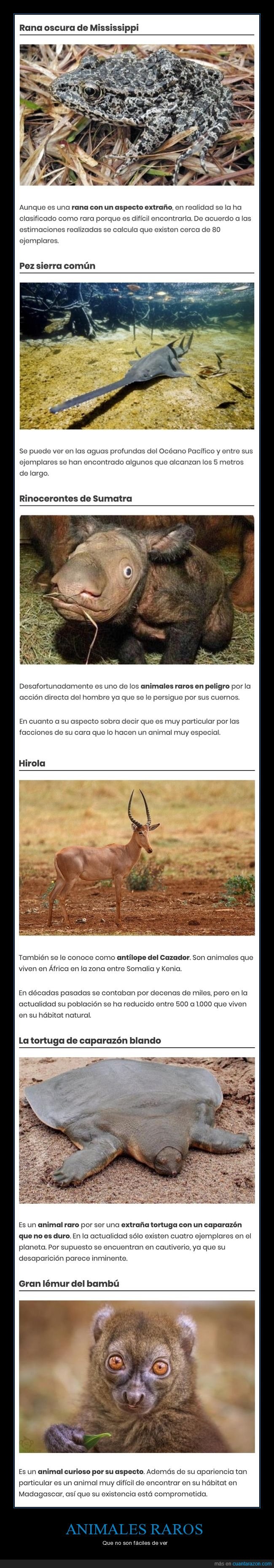animales,raros,curiosidades
