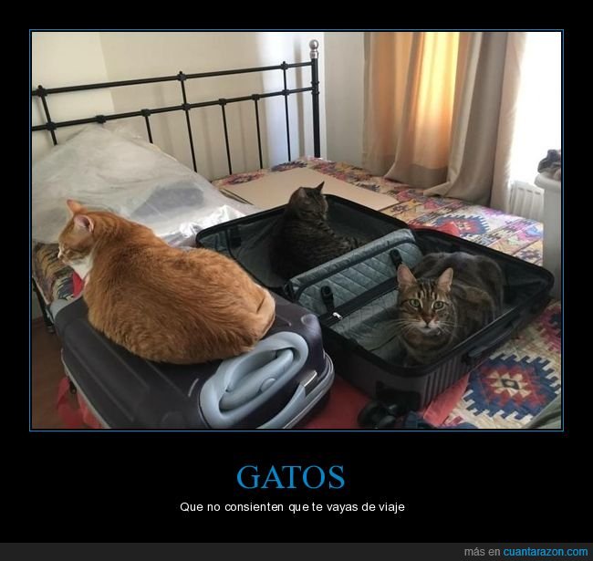 gatos,viaje,maletas