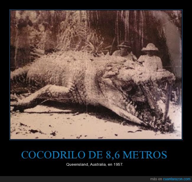 cocodrilo,australia,gigante,retro