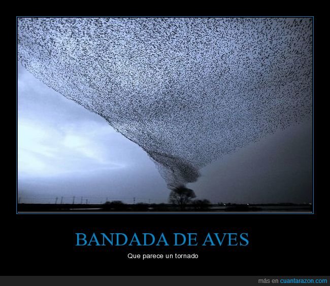 bandada,aves,tornado,parecidos