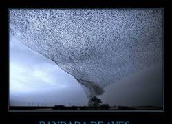 Enlace a Tornado viviente