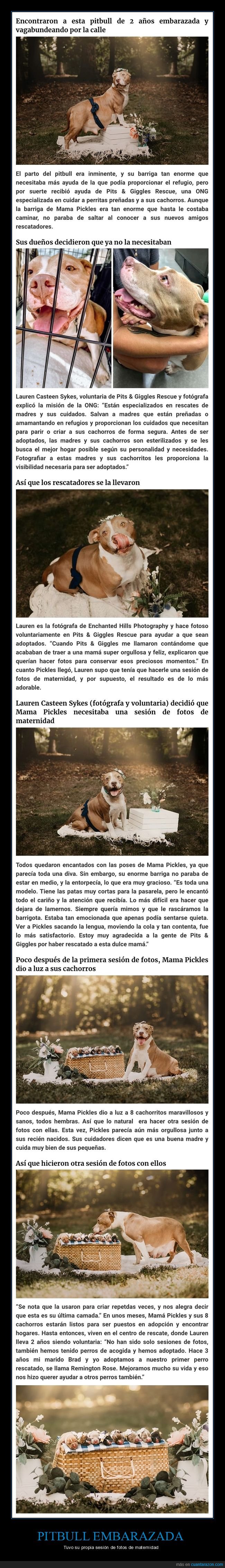 pitbull,embarazada,sesión de fotos,maternidad