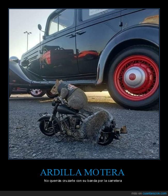 ardilla,motera,moto,harley