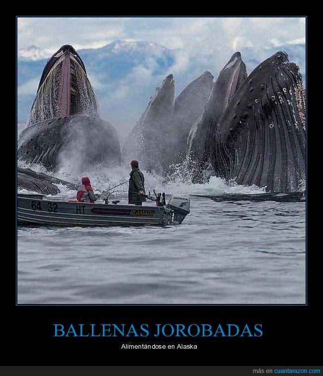 ballenas,alimentándose,alaska