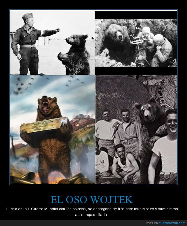 oso,wojtek,ii guerra mundial,polacos