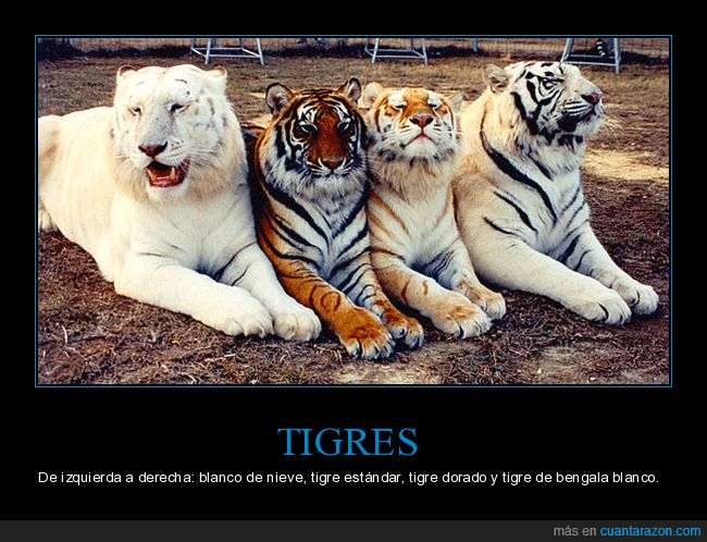 especies,tigras