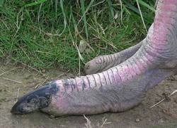 Enlace a ¿Dinosaurio o ave?