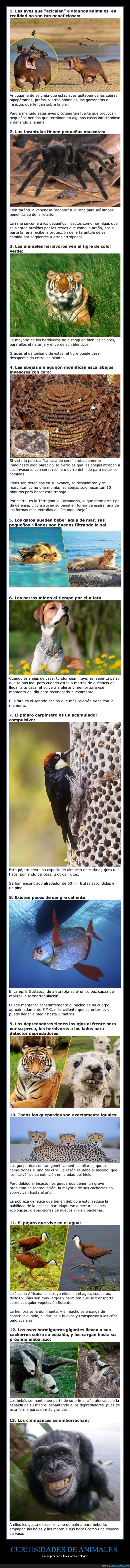 curiosidades,animales