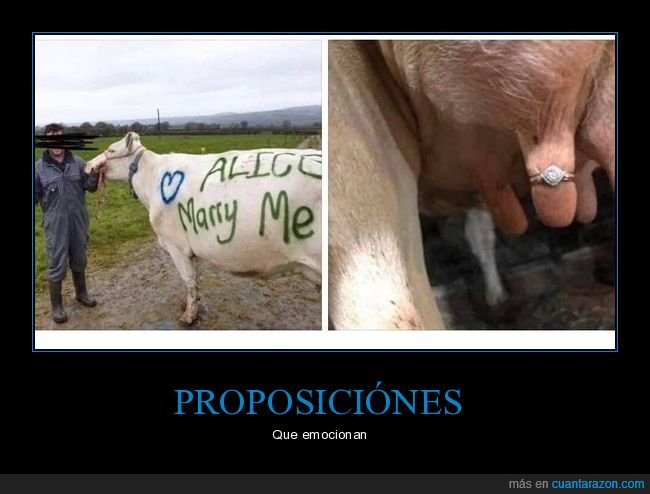 vaca,proposición,anillo,ubre,wtf