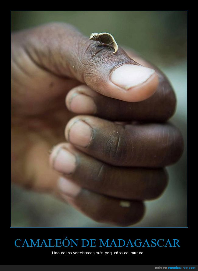 camaleón,madagascar,pequeño