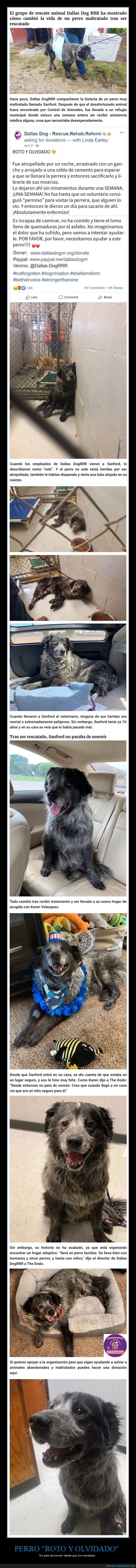 perro,olvidado,rescatado