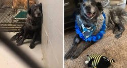 Enlace a Este perro “roto y olvidado” no para de sonreír desde que fue rescatado