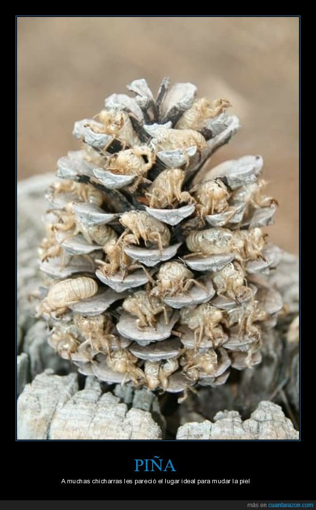 pi&ntilde;a,chicharas,muda
