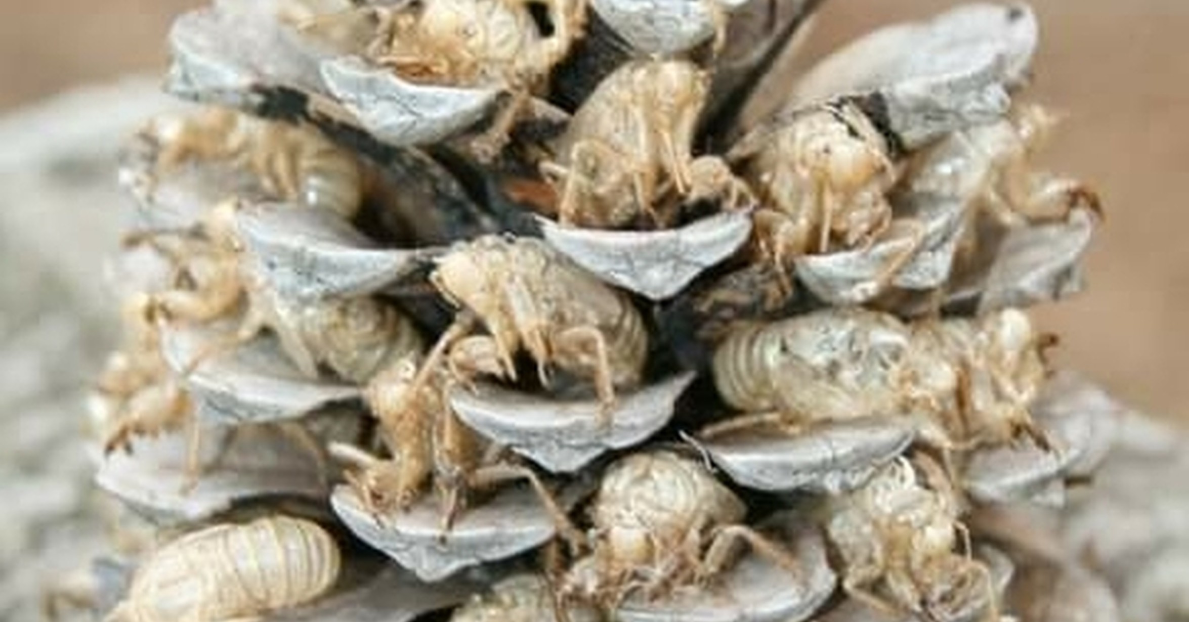 9 de cada 10 chicharras recomiendan esta piña
