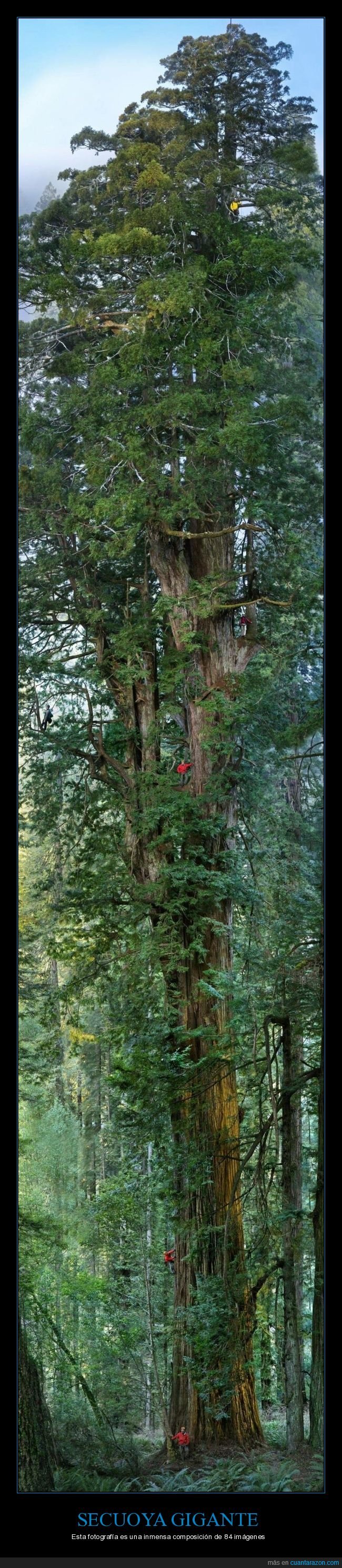 secuoya,gigante,árbol,composición,fotografías