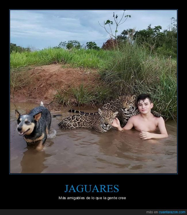 jaguares,niño,wtf