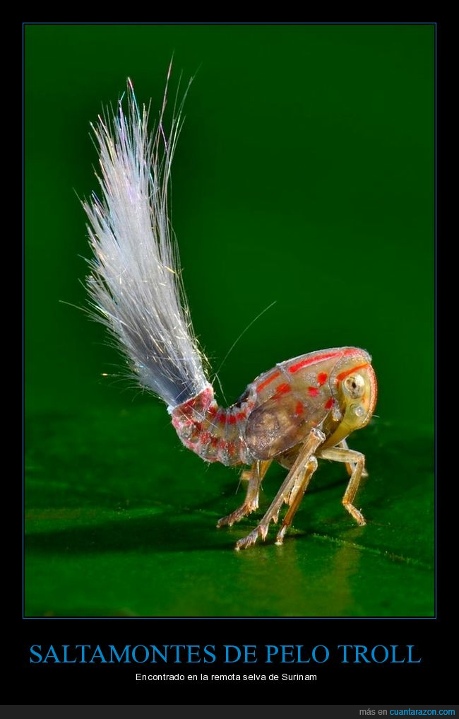 santamontes,pelo,troll