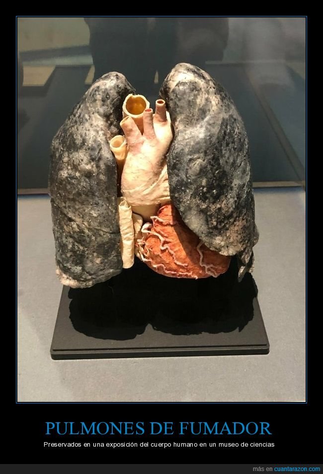 pulmones,fumador