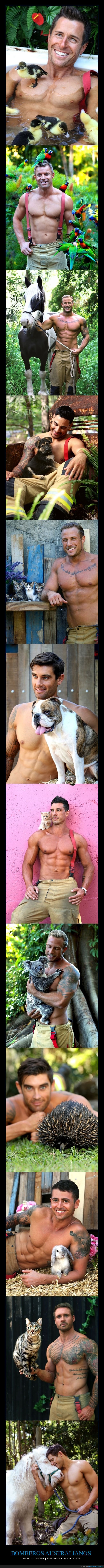 bomberos,australianos,posando,animales,calendario benéfico